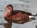 Rosy-billed Pochard